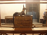 Lupo Egitto 157